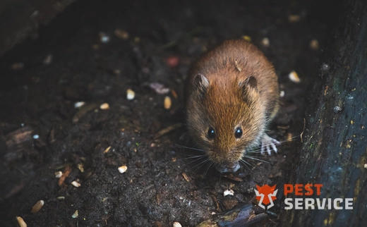 Дератизация в Миассе